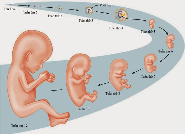 Giai đoạn 12 - 14 tuần khám thai phát hiện dị tật chính xác nhất
