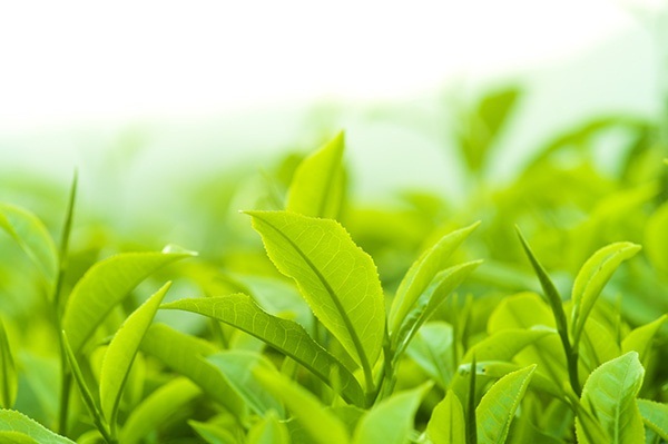 Bài thuốc nam điều trị viêm phụ khoa từ lá trà xanh