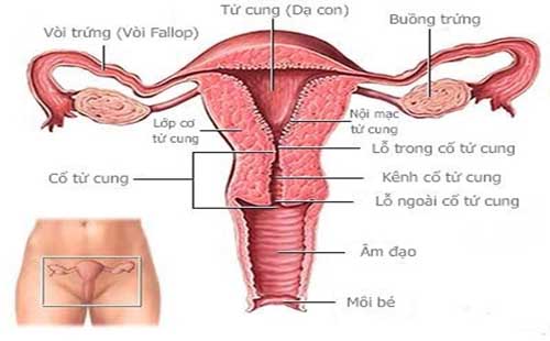 Các triệu chứng viêm tử cung đặc trưng