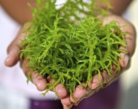 Loại tảo nổi tiếng ở Nhật Bản có tác dụng chữa khô âm đạo