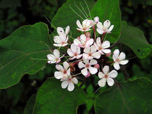 Hoa mò trắng, một vị thuốc quý trong Đông y