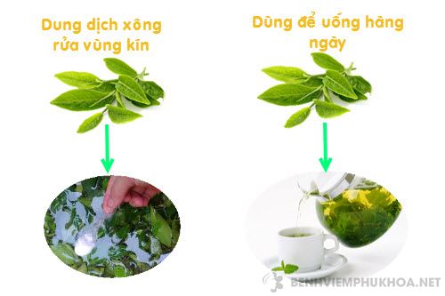 Hai cách chữa viêm phụ khoa bằng lá trà xanh