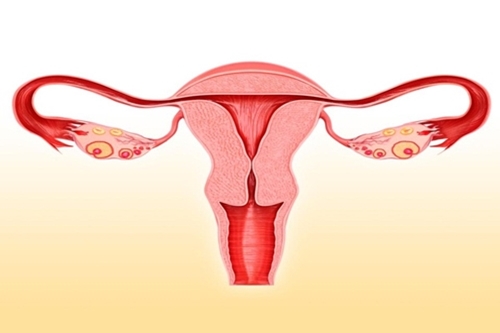 Khí hư xuất hiện ở âm đạo là một hiện tượng bình thường của cơ quan sinh dục nữ