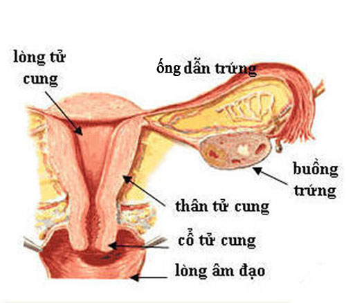 Phần phụ bao gồm nhiều bộ phận quan trọng trong hệ thống sinh sản nữ giới