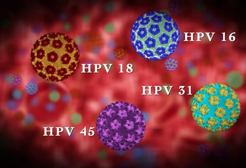 Các chủng virus HPV