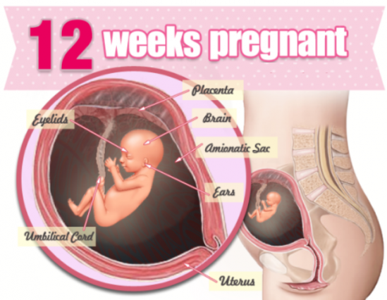 Khám thai tuần 12 để biết được sự phát triển của thai nhi