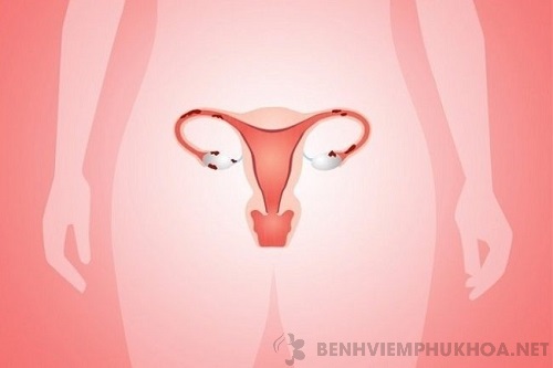 Độ dày của niêm mạc tử cung có thể thay đổi