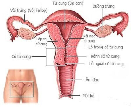 Niêm mạc tử cung mỏng là căn bệnh khá phổ biến ở nữ giới