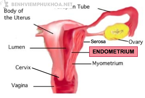 Nội mạc tử cung - Endometrium