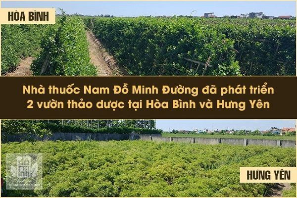 Vườn trồng dược liệu sạch tại 2 tỉnh Hòa Bình, Hưng Yên của Đỗ Minh Đường