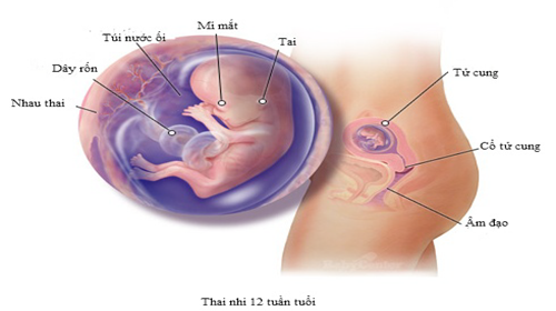 Ra nhiều khí hư khi mang thai do nội tiết tố thay đổi