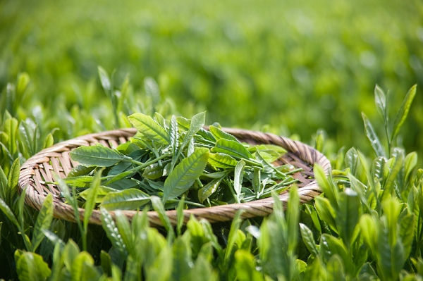 Lá trà xanh cũng là một bài thuốc hiệu quả trong việc chữa viêm phần phụ