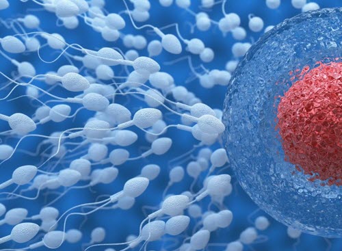U nang buồng trứng có thể gây ảnh hưởng tới quá trình thụ tinh