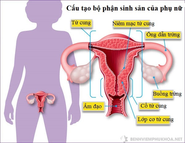 cấu tạo bộ phận sinh sản ở phụ nữ